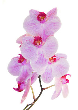 Orchids